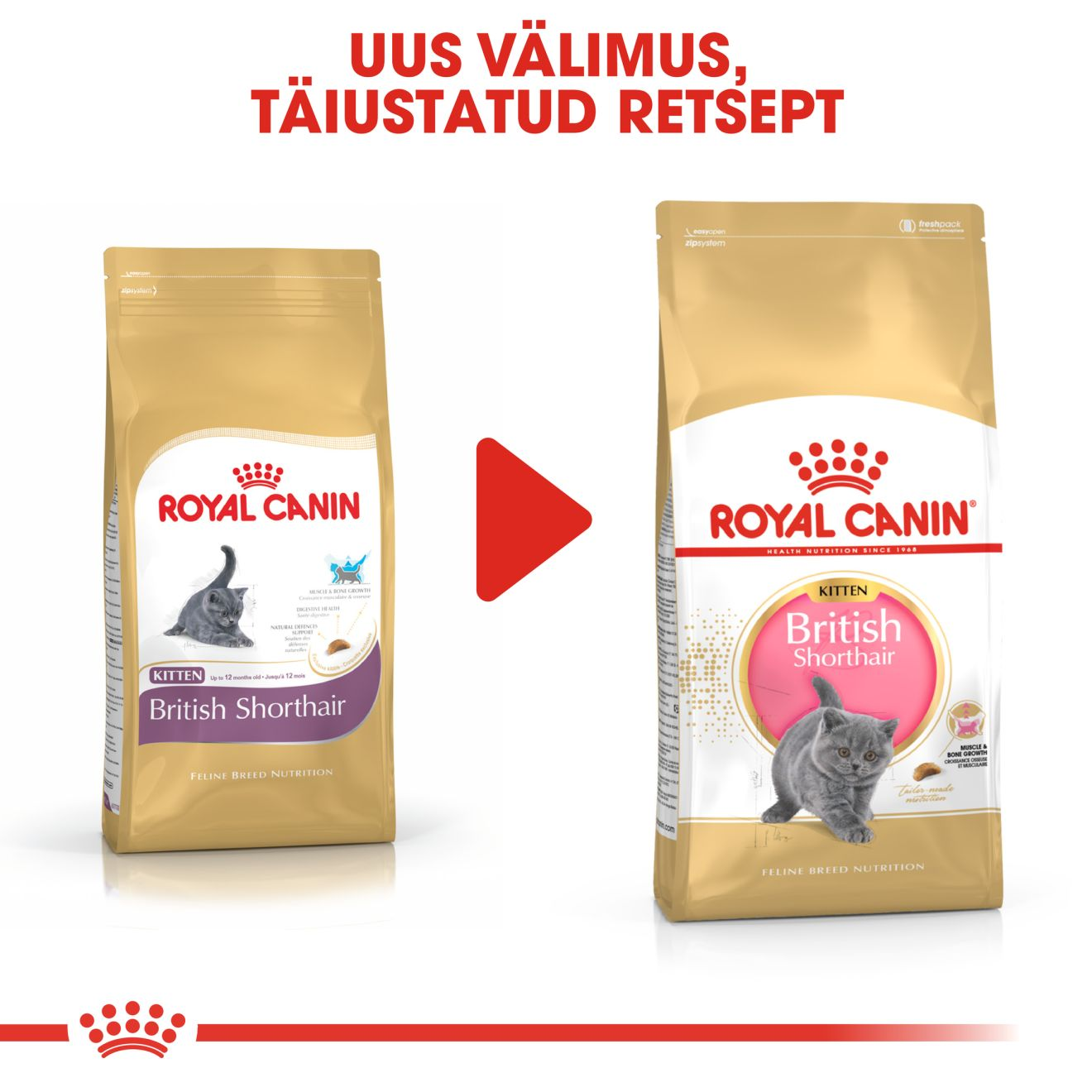 Royal Canin British Shorthair Kitten kuivtoit