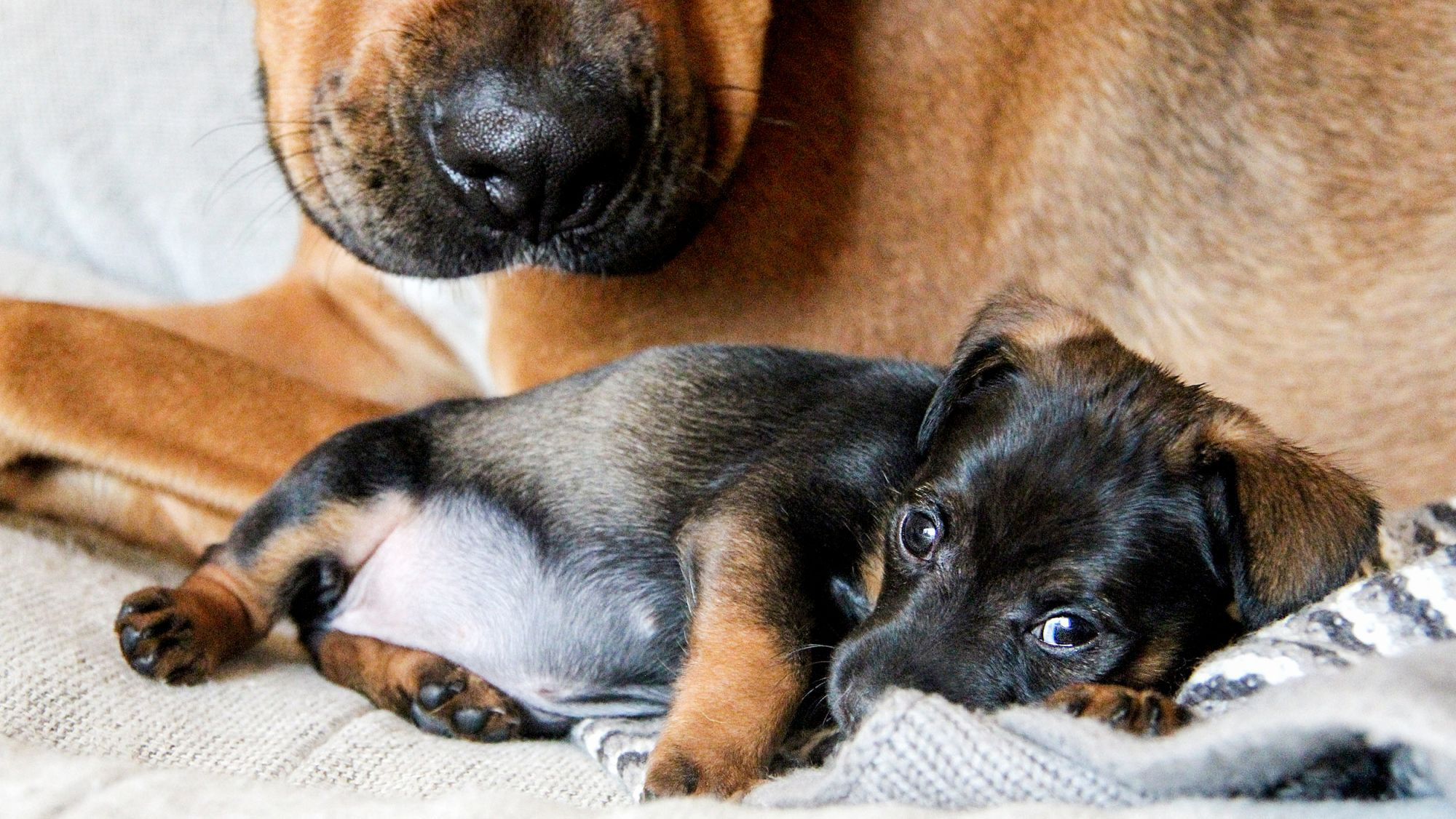 室內有一隻新生的幼犬躺在狗媽媽旁邊