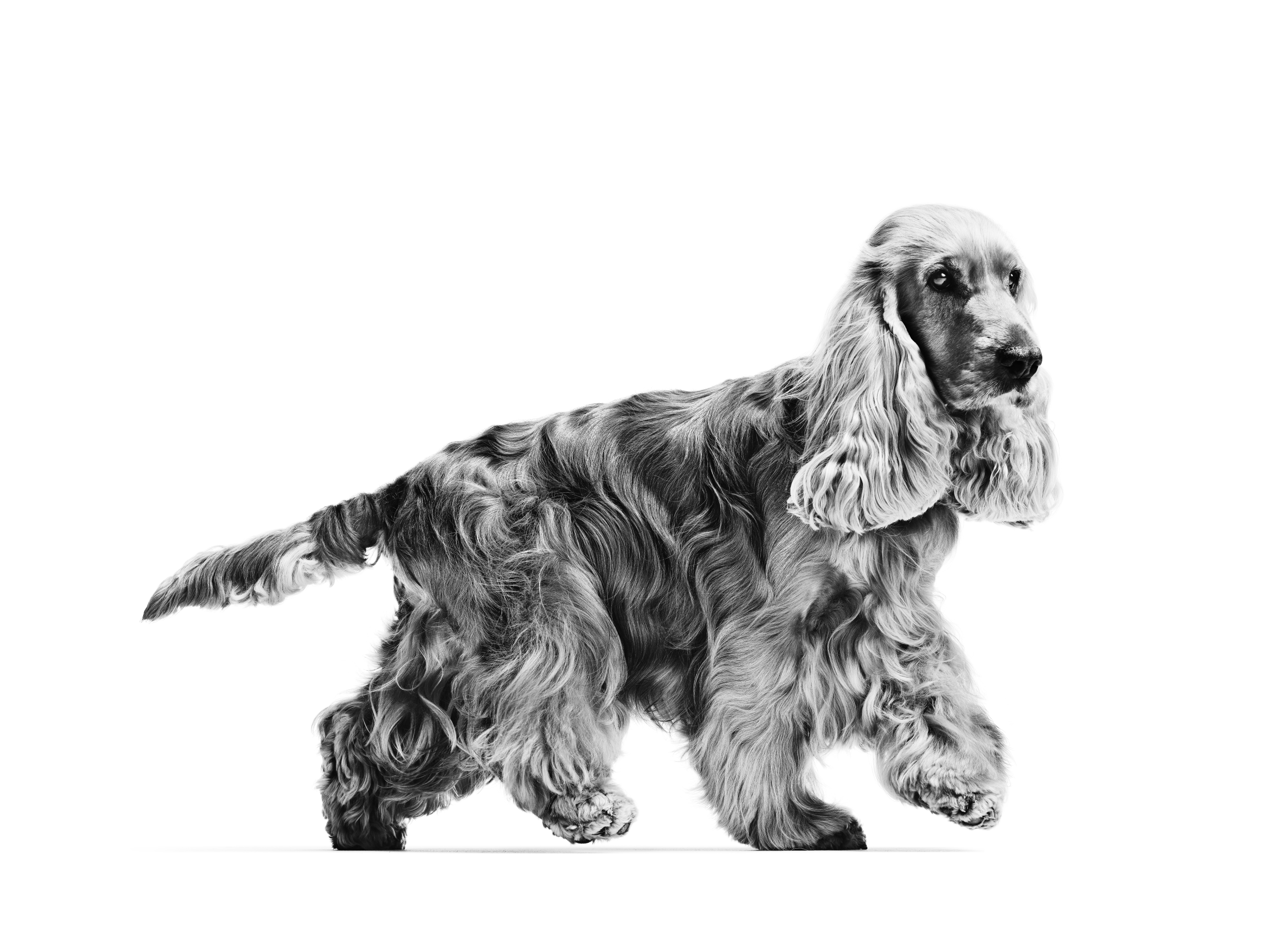 English Cocker Spaniel Adult