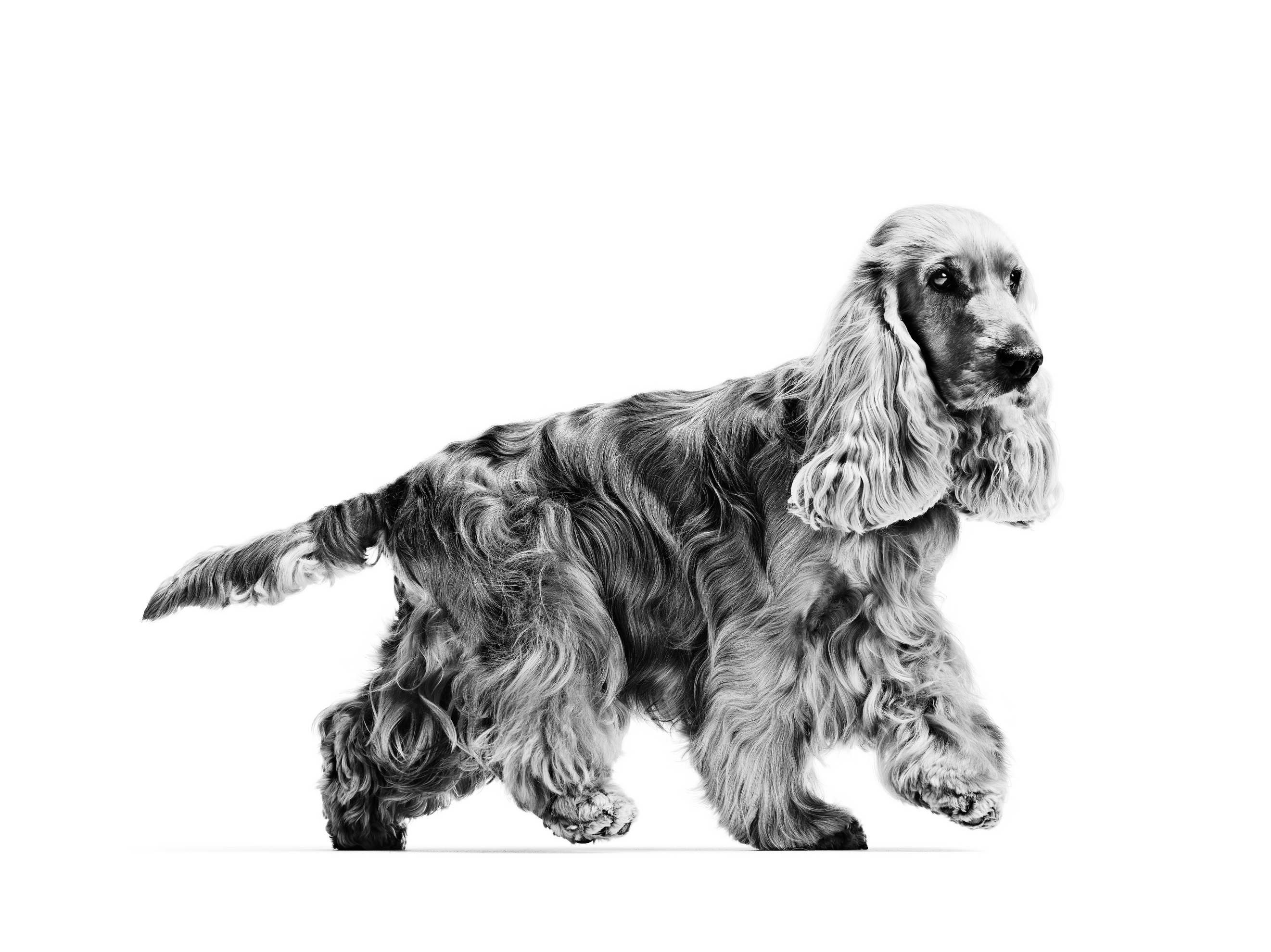 English cocker spaniel adult