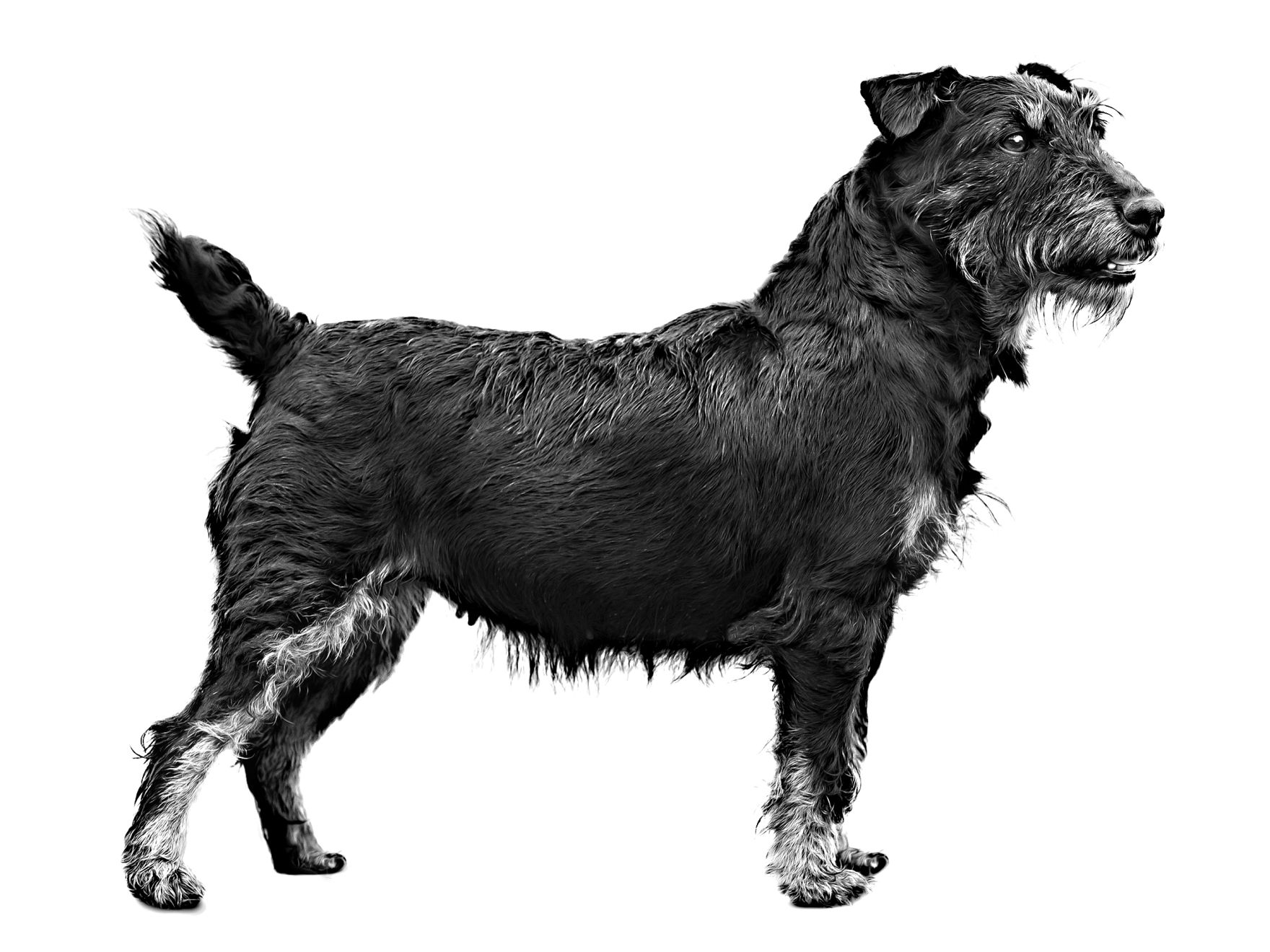 German Hunting Terrier adult black and white