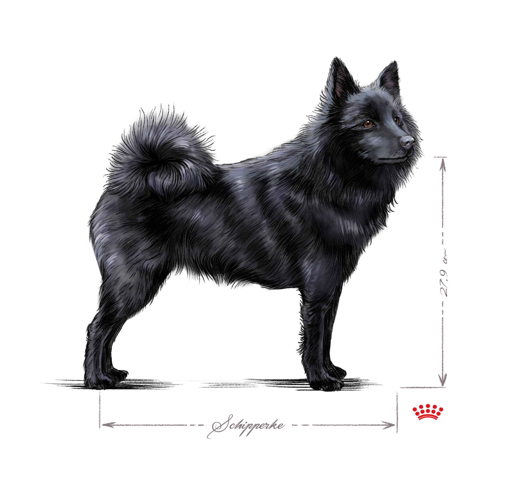 black and white Schipperke adult