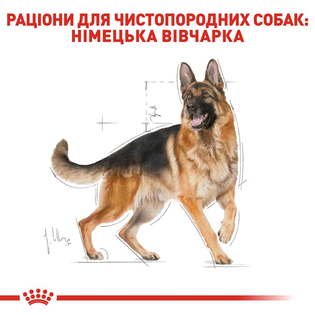 German Shepherd Adult