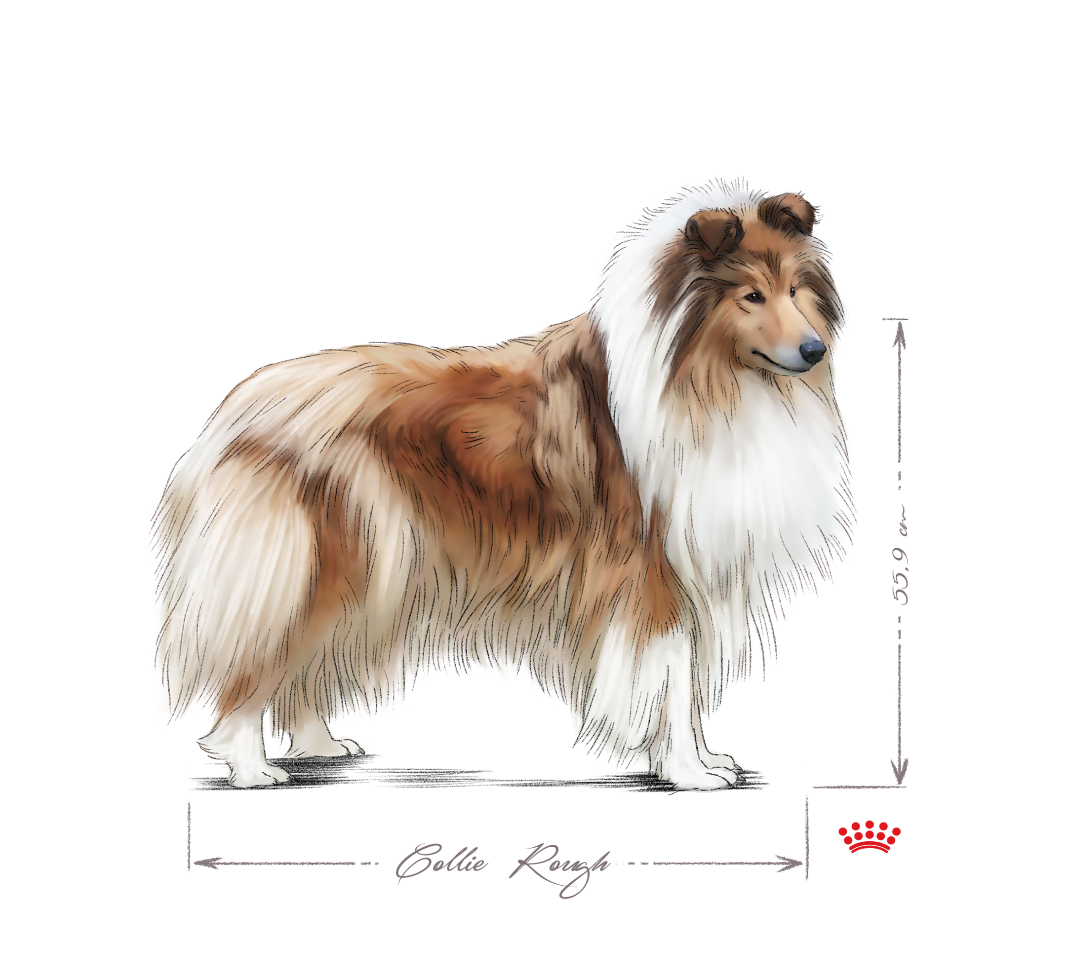 collie rough adult standing black and white