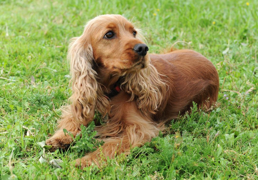 English Cocker Spaniel Dog Vet Focus 31.2 