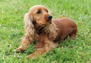 English Cocker Spaniel Dog Vet Focus 31.2 