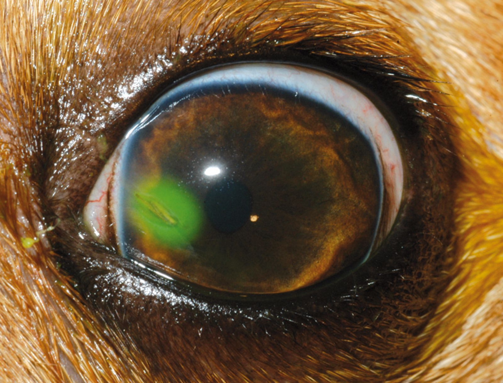 Figure 13. Corps étranger végétal chez un chien