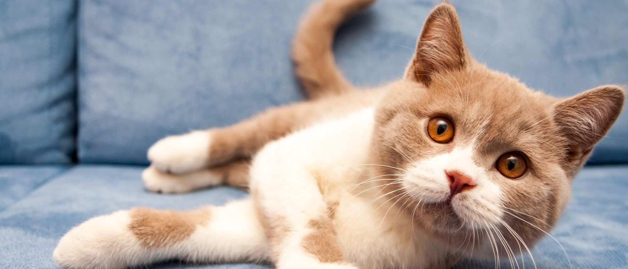 Чем убрать запах кошачьей мочи в квартире: полезные советы | Royal Canin UA