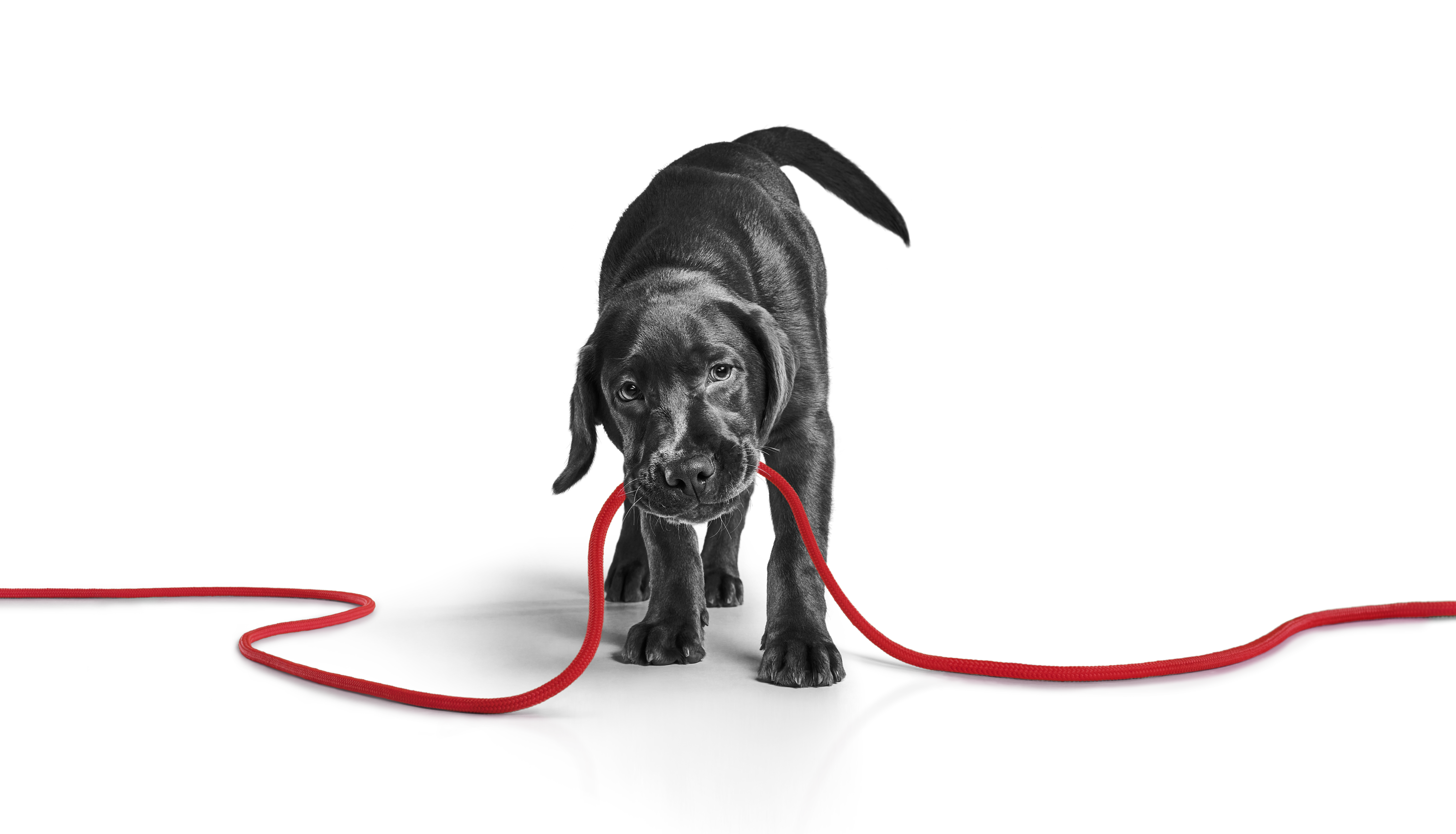 Labrador Retriever de 41 semanas andando 