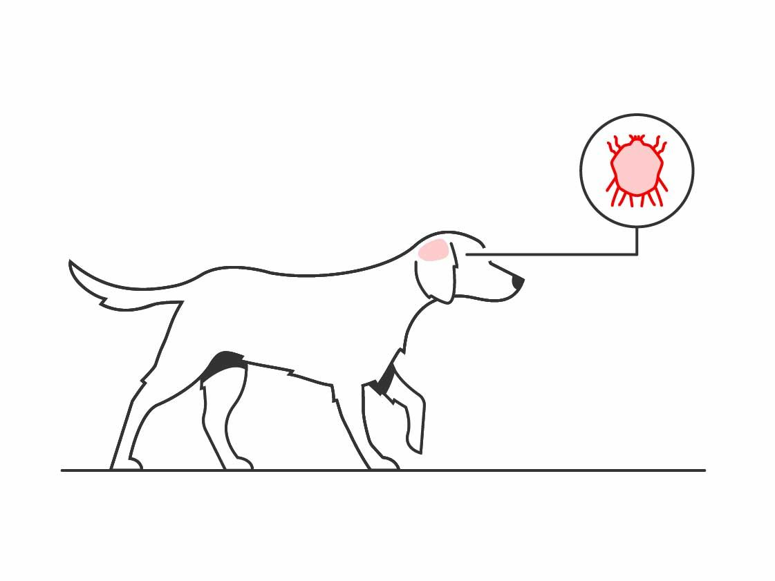 Illustration of a dog with sarcoptic mange
