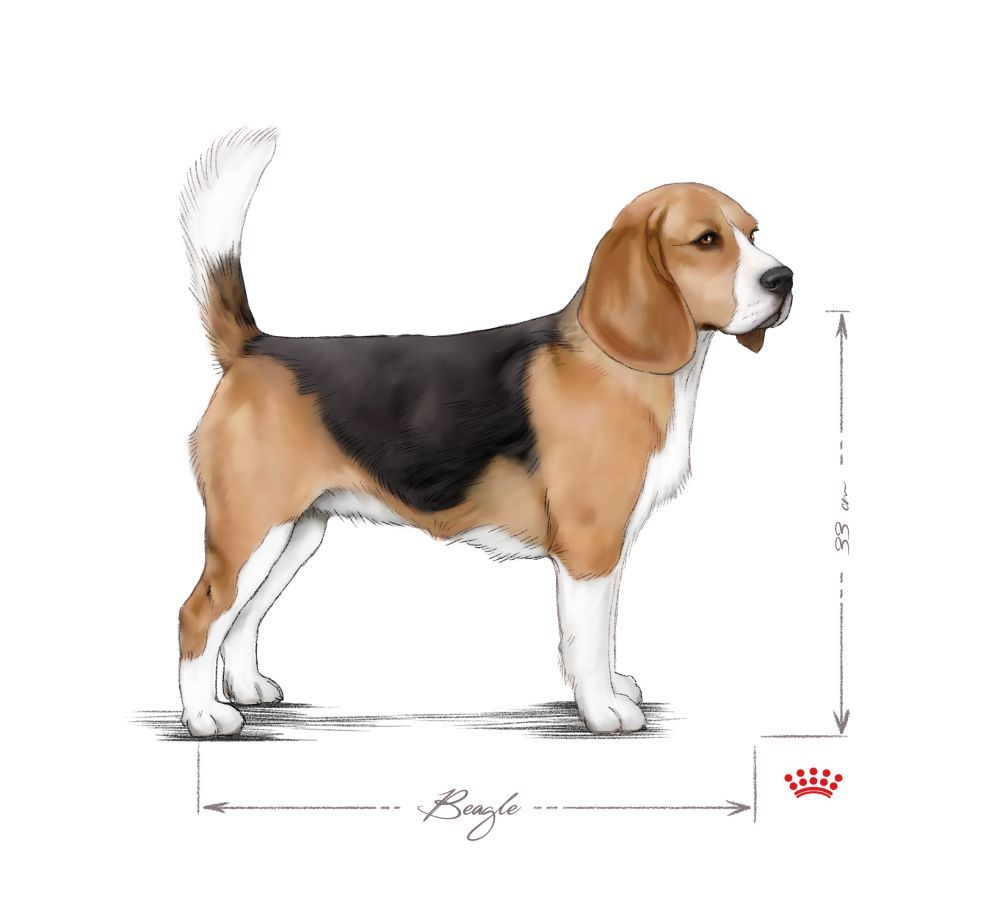 En vuxen beagle som står, i svartvitt