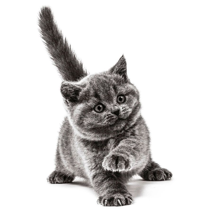 gatito británico de pelo corto blanco y negro