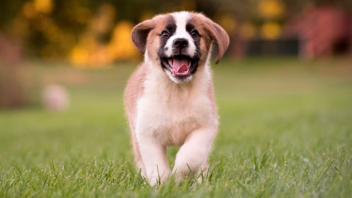 Een St. Bernardpuppy die speelt in een veld