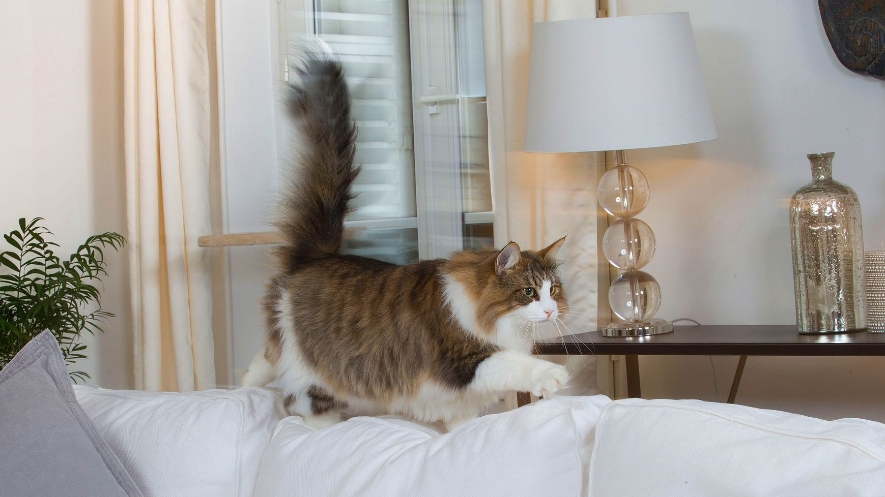 Norwegian Forest Cat walking along the back of a white sofa