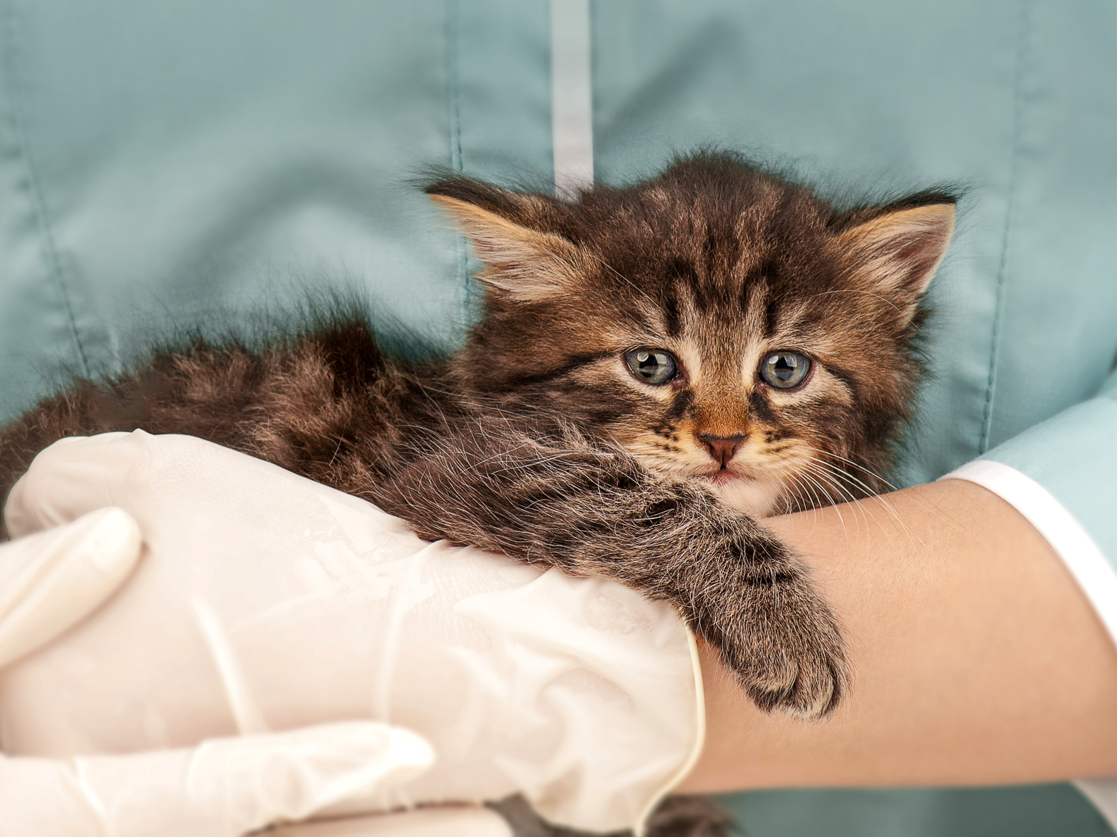 Kitten being held by a vet