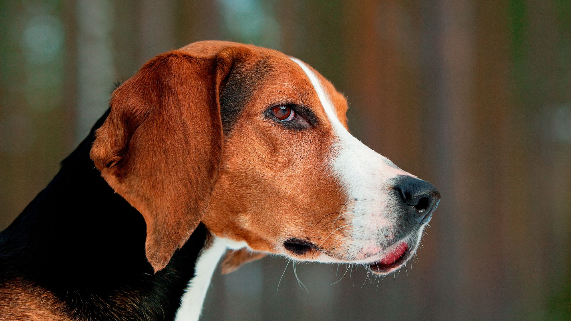 Close-up side profile of a Finnish Hound
