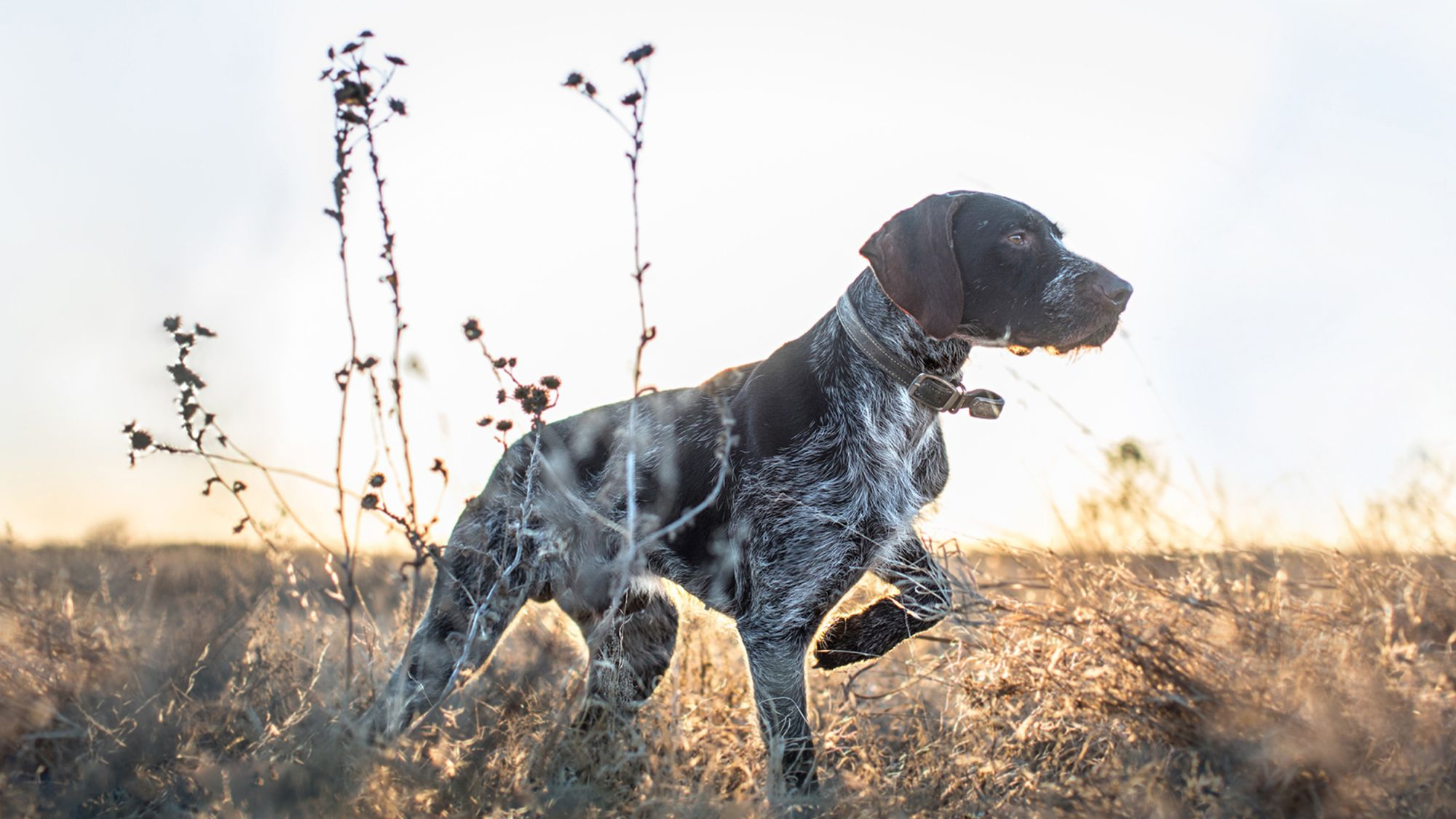 Eukanuba sporting outlet dog