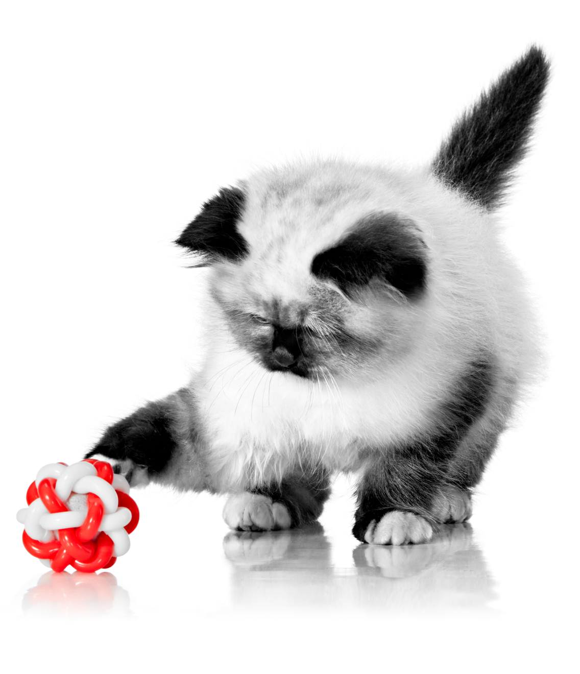 Sacred Birman kitten playing with a cat ball