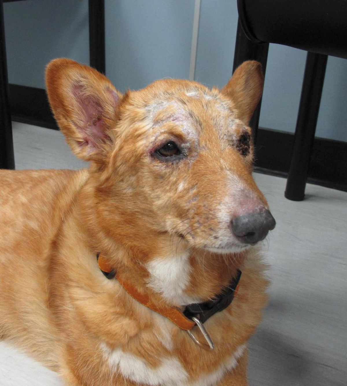 Cutaneous Vasculitis in Dogs Causes & Treatment