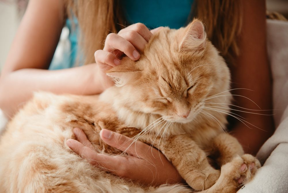 Katze wird von Besitzerin gekrault.