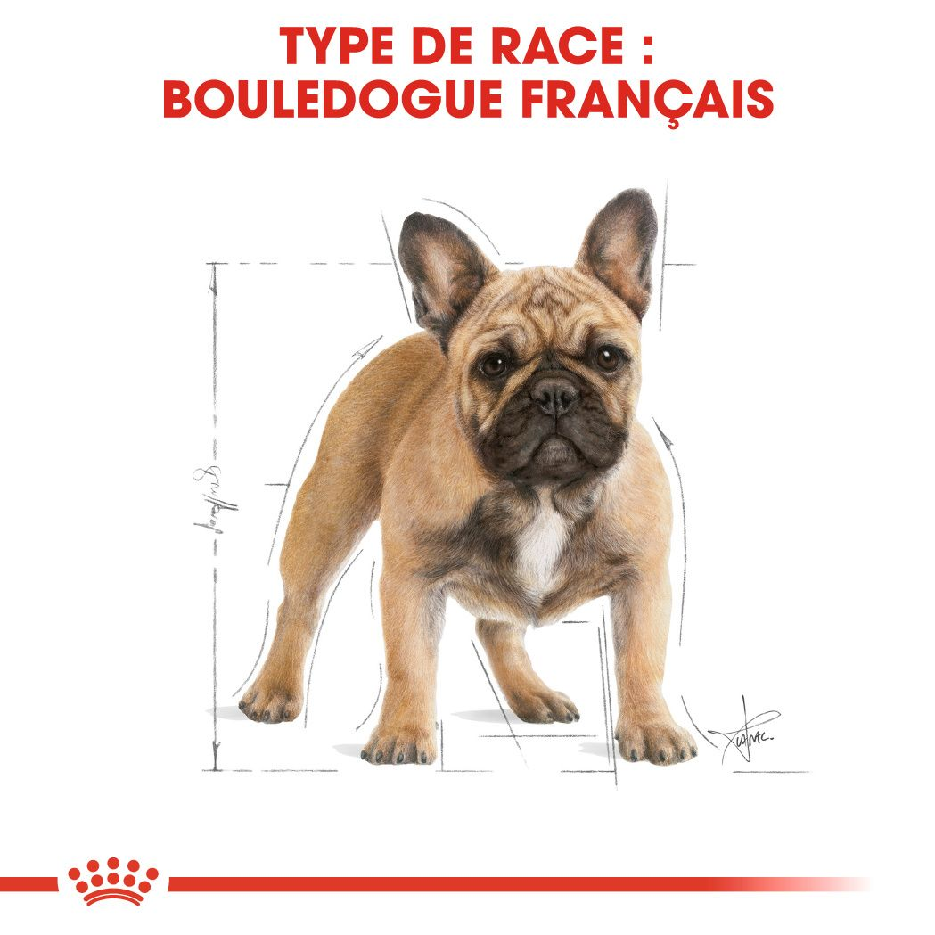 Bouledogue Français Adulte