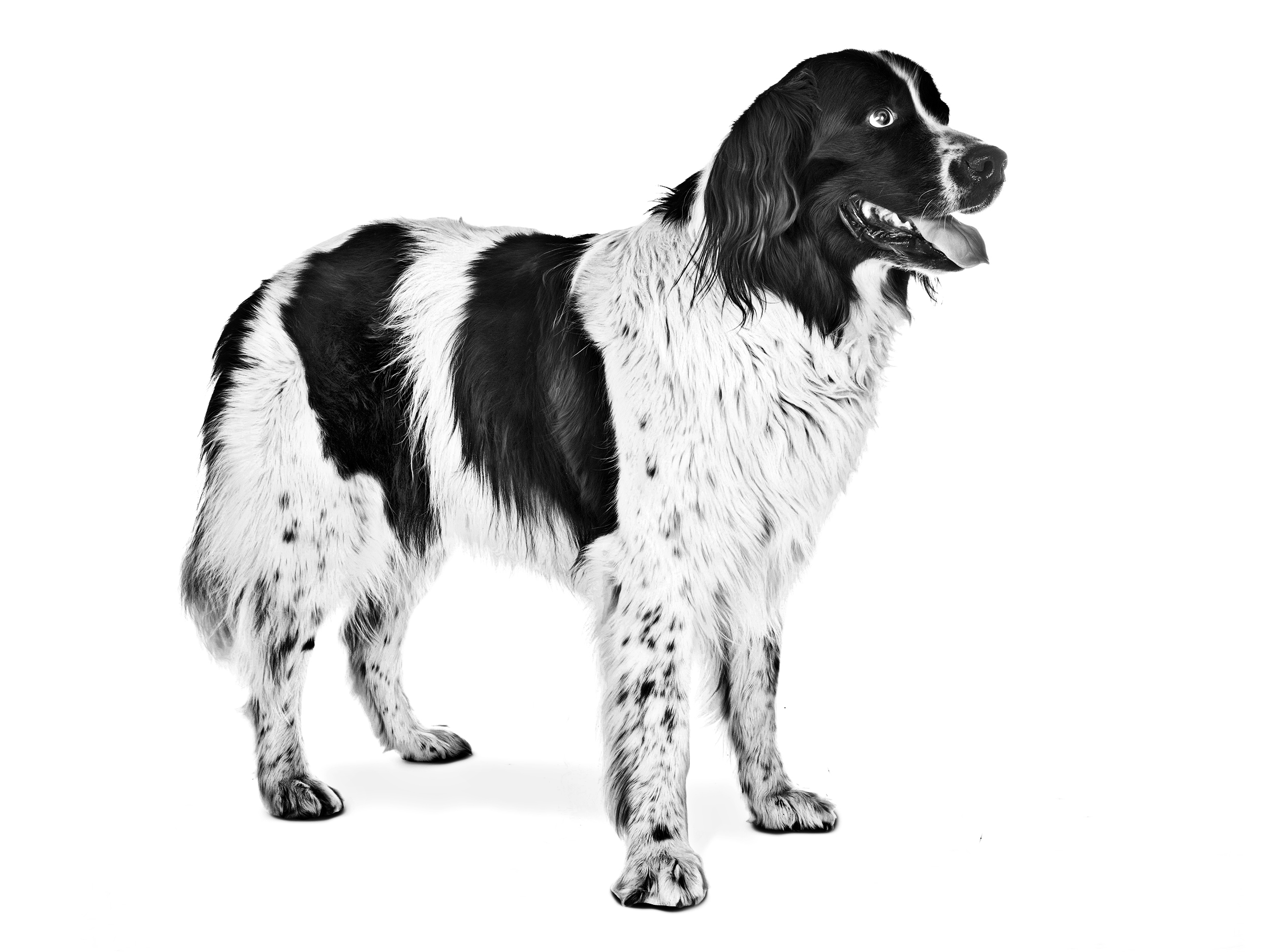 Landseer adulto in bianco e nero