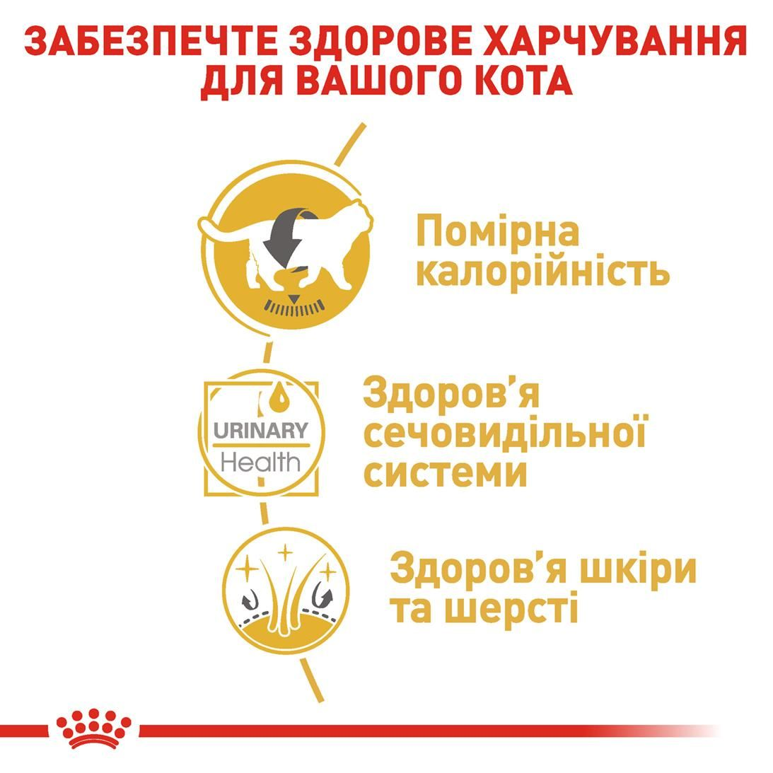 British Shorthair Adult