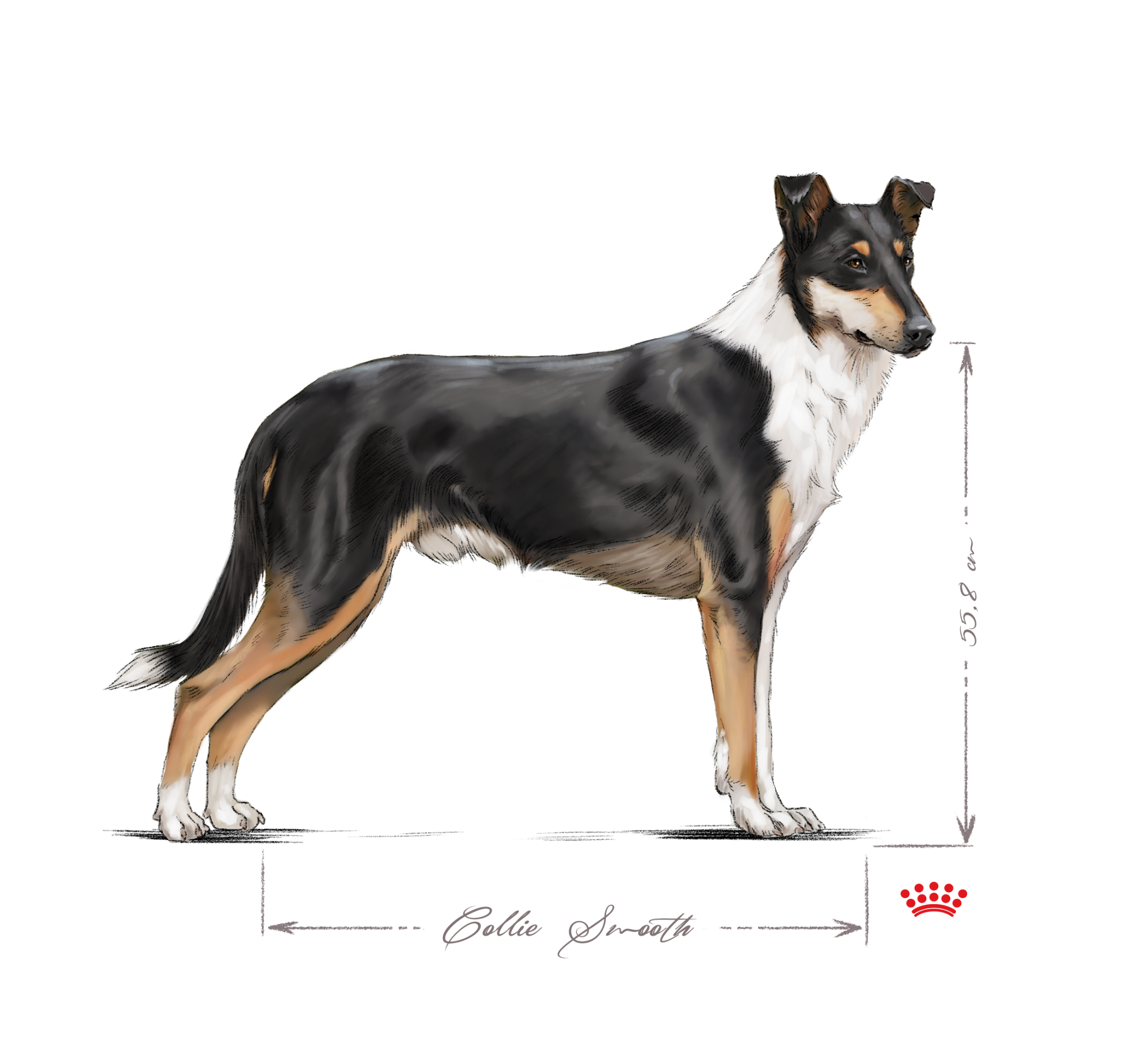 black and white Smooth Collie adult standing