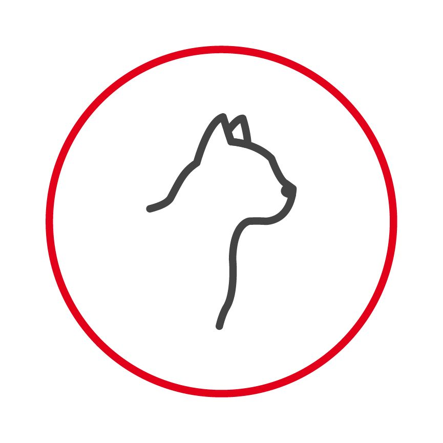 Illustration of a cats head