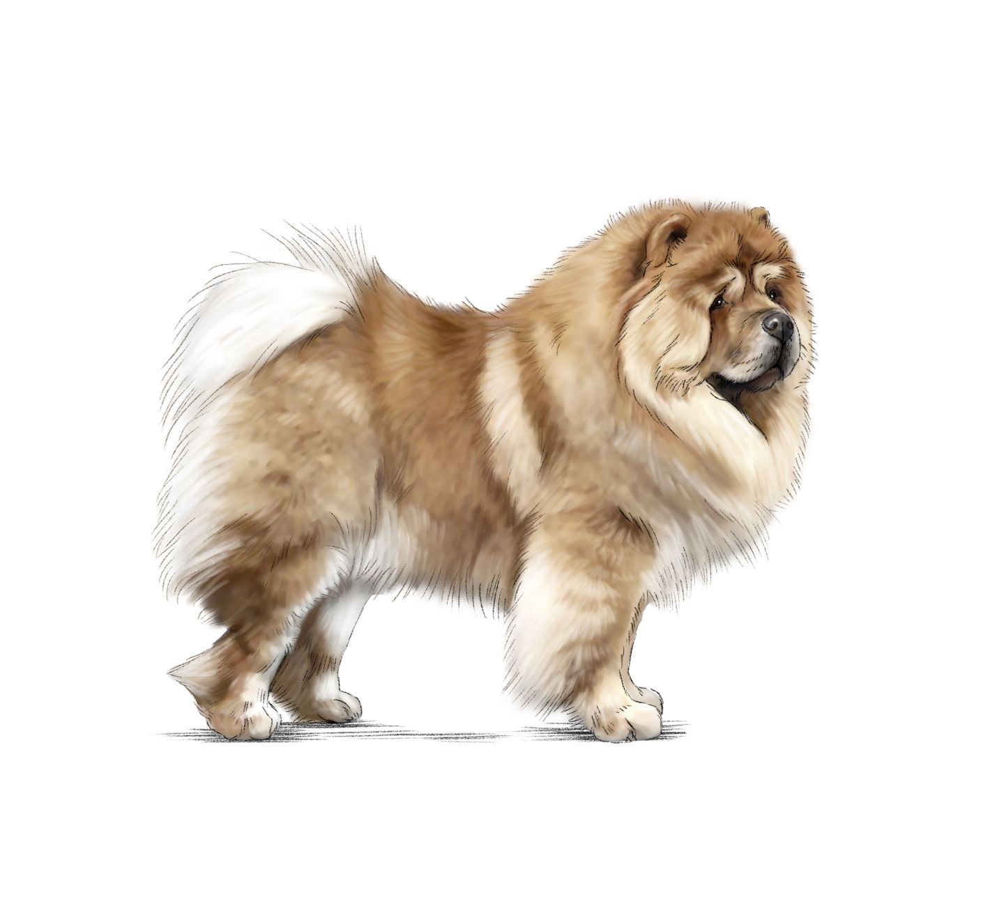 Illustration d'un chow-chow