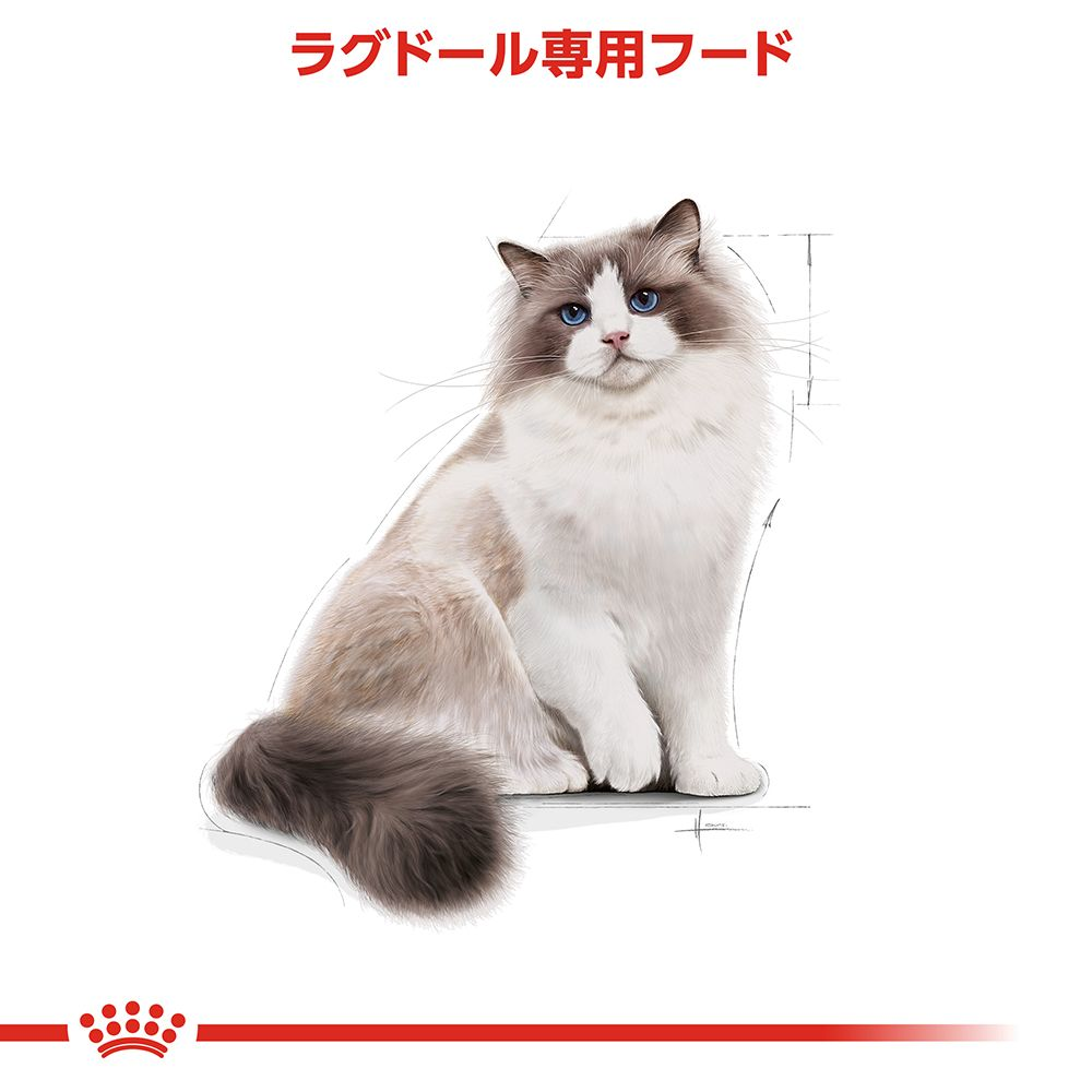 ラグドール 成猫用