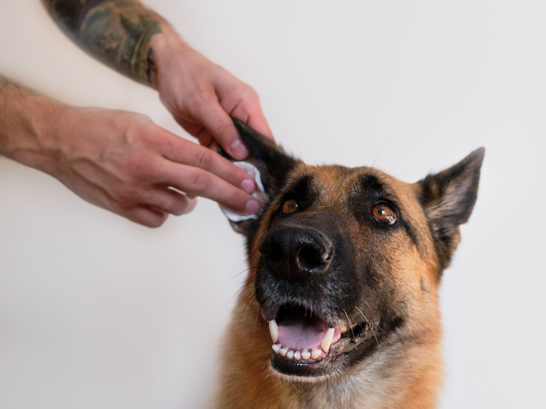 Un homme nettoie les oreilles d'un berger allemand