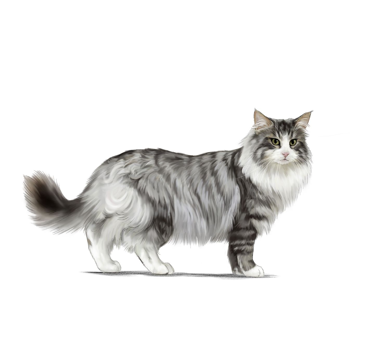 Ilustracja kota norweskiego leśnego