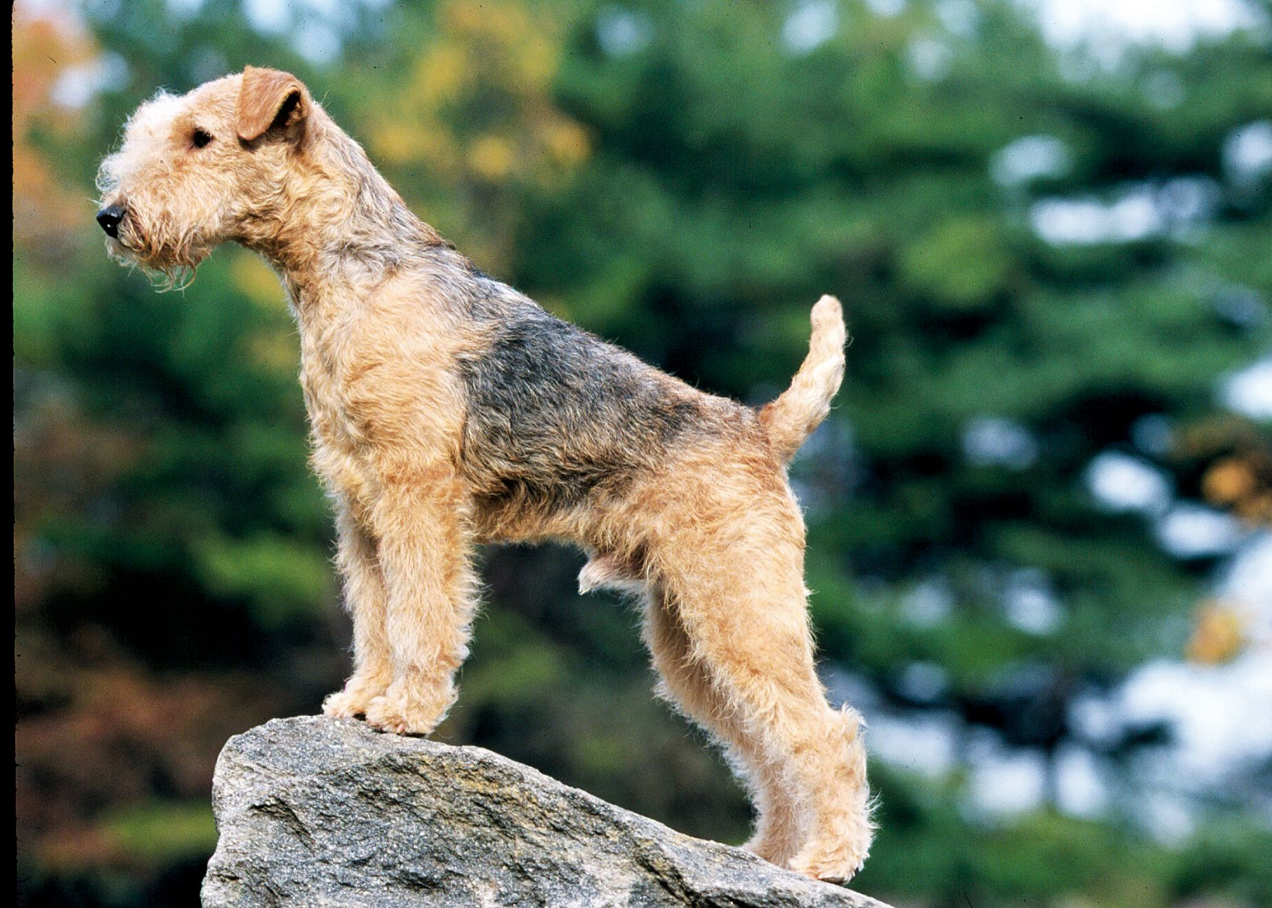 Side view of golden and black Lakeland Terrier standing on rock