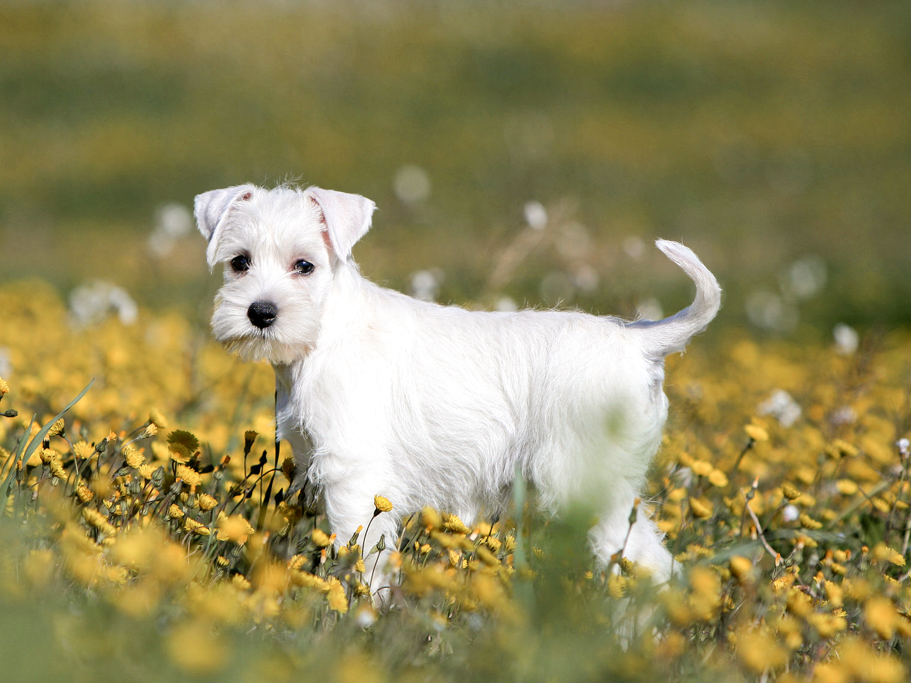 Schnauzer puppy standing outdoors in yellow flowers