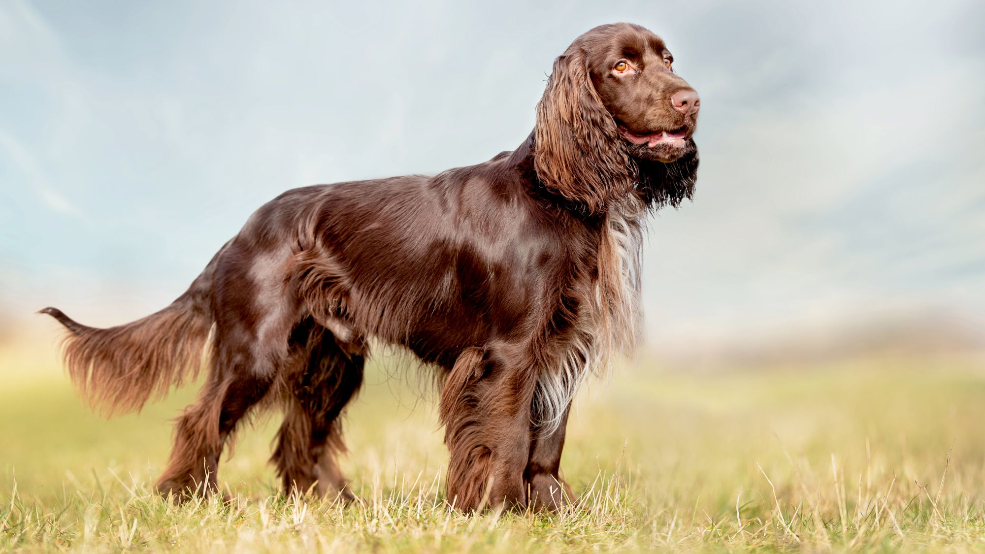 Brown Field Spaniel standing in a yellowing field