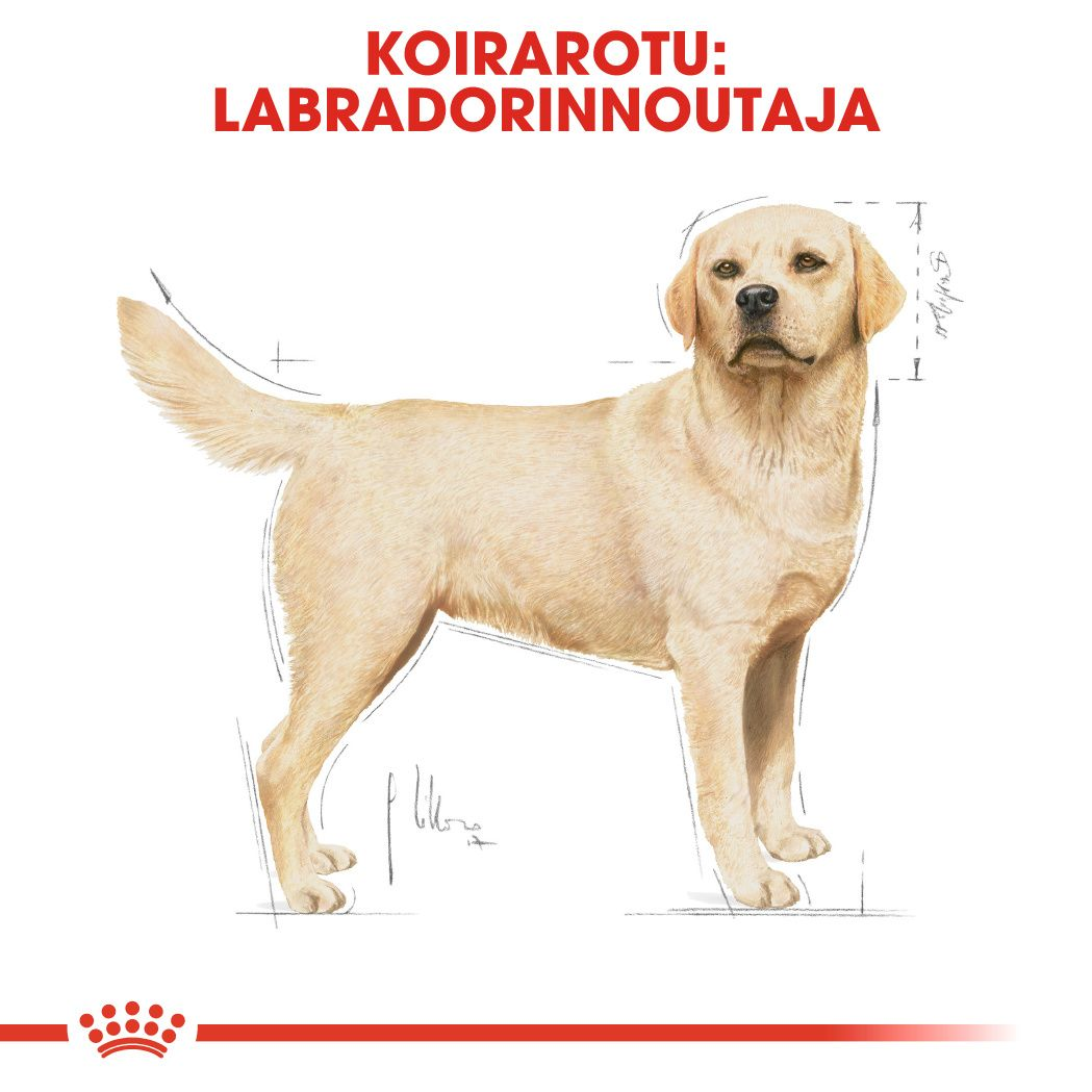 Labrador Retriever Adult