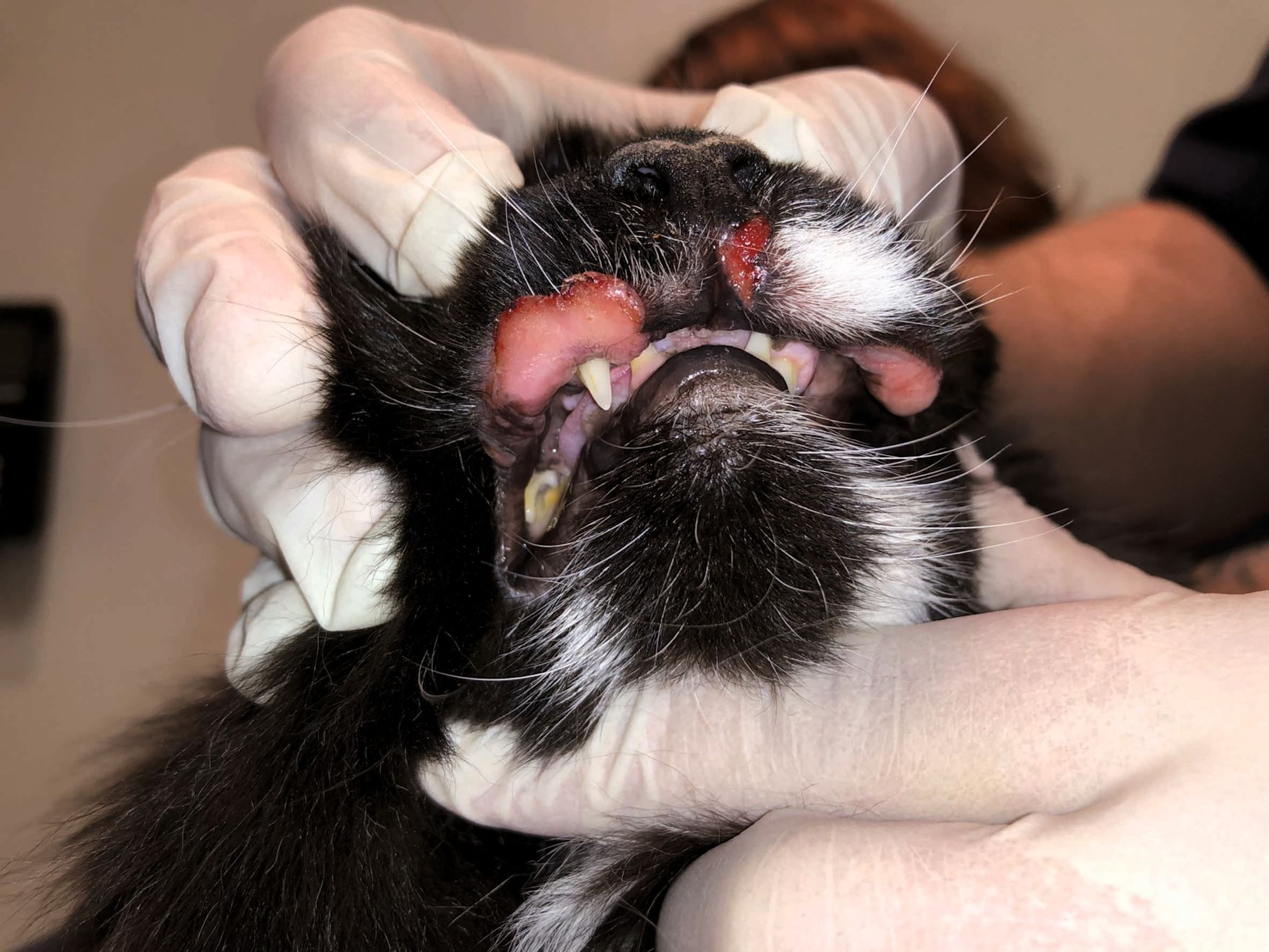 A cat with indolent ulcers on the upper lips, a common presentation of lesions associated with the eosinophilic granuloma complex