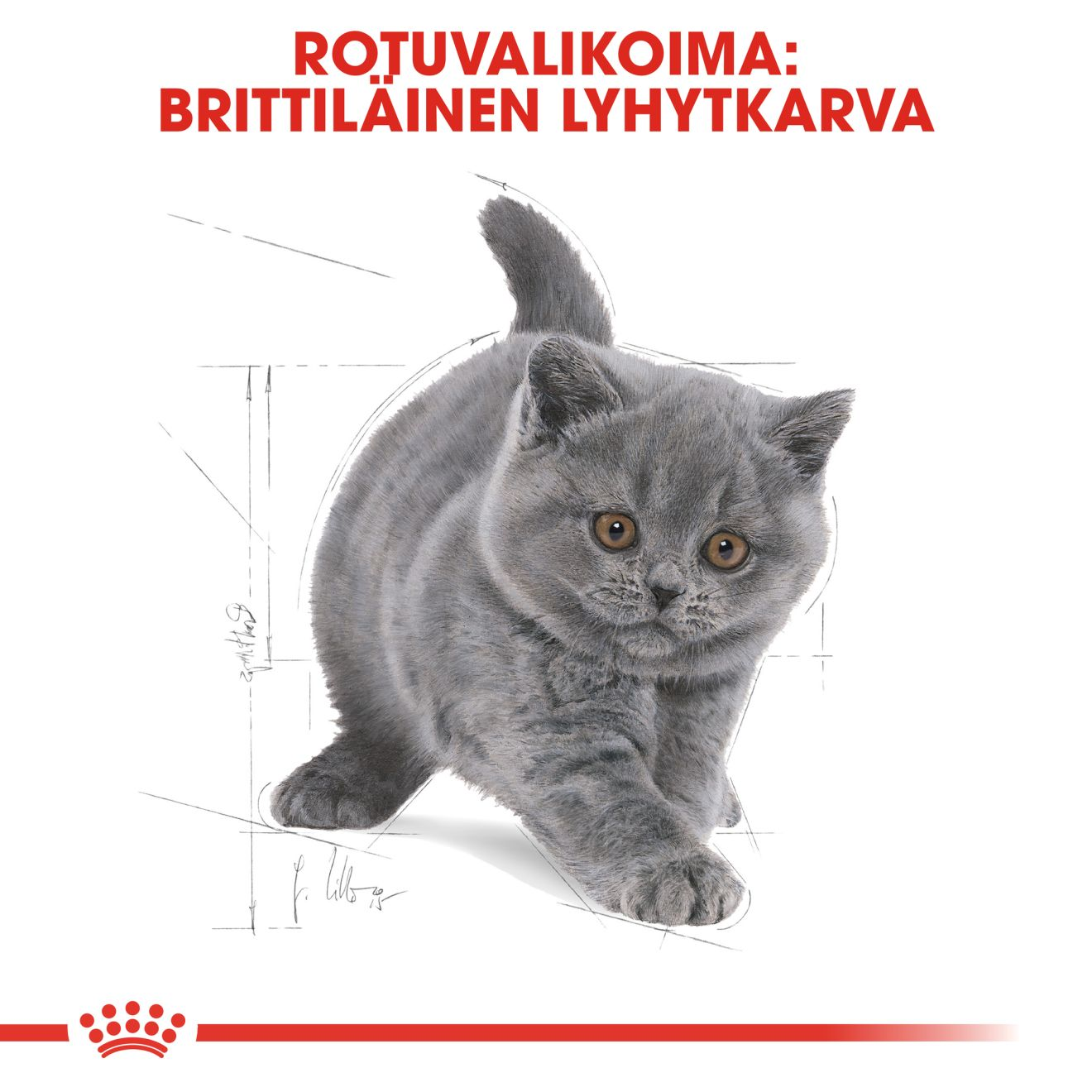 British Shorthair Kitten