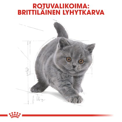 RC-FBN-KittenBritishShorthair-CV5_001_FINLAND-FINNISH