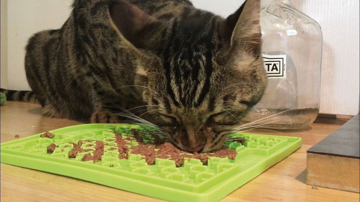 Un puzzle stazionario prodotto commercialmente che può essere utilizzato con alimenti umidi o secchi per gatti.