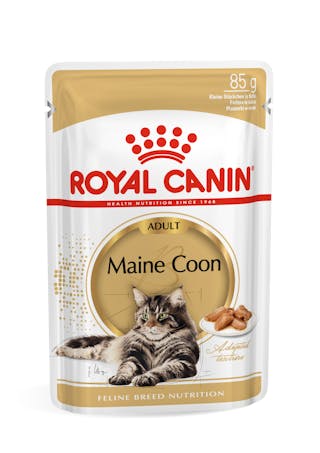 Maine Coon sos