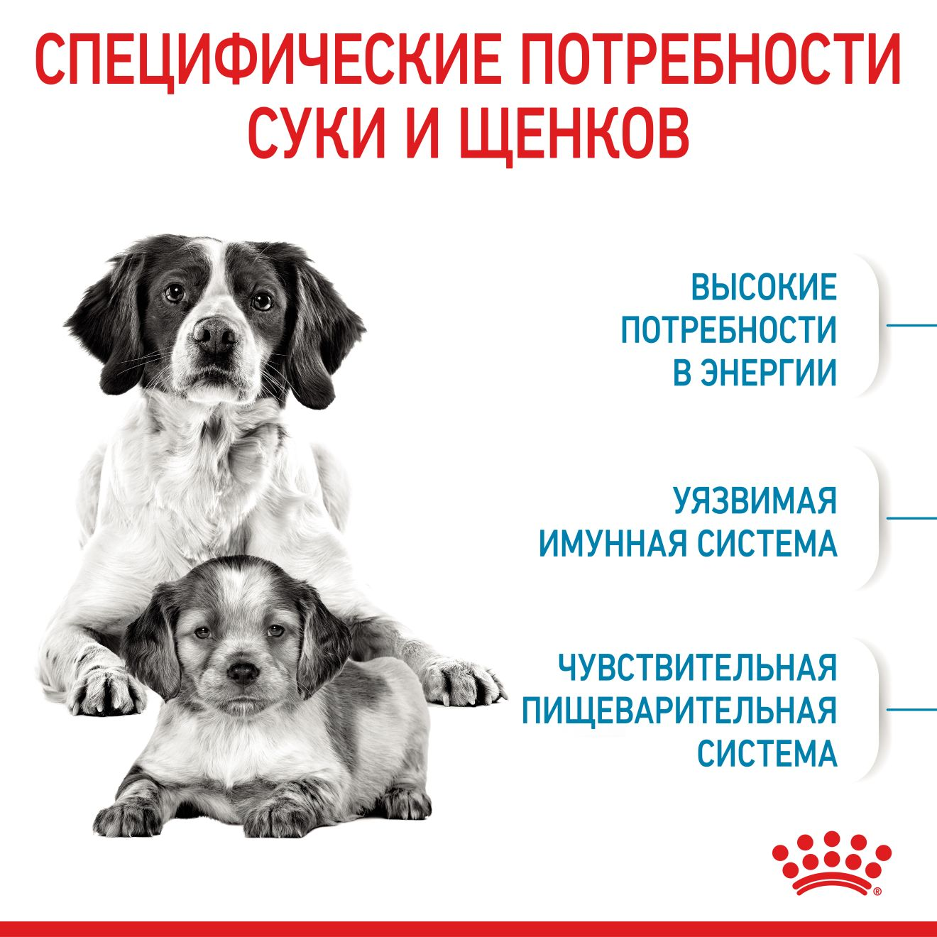 Starter Mother & Babydog - Medium