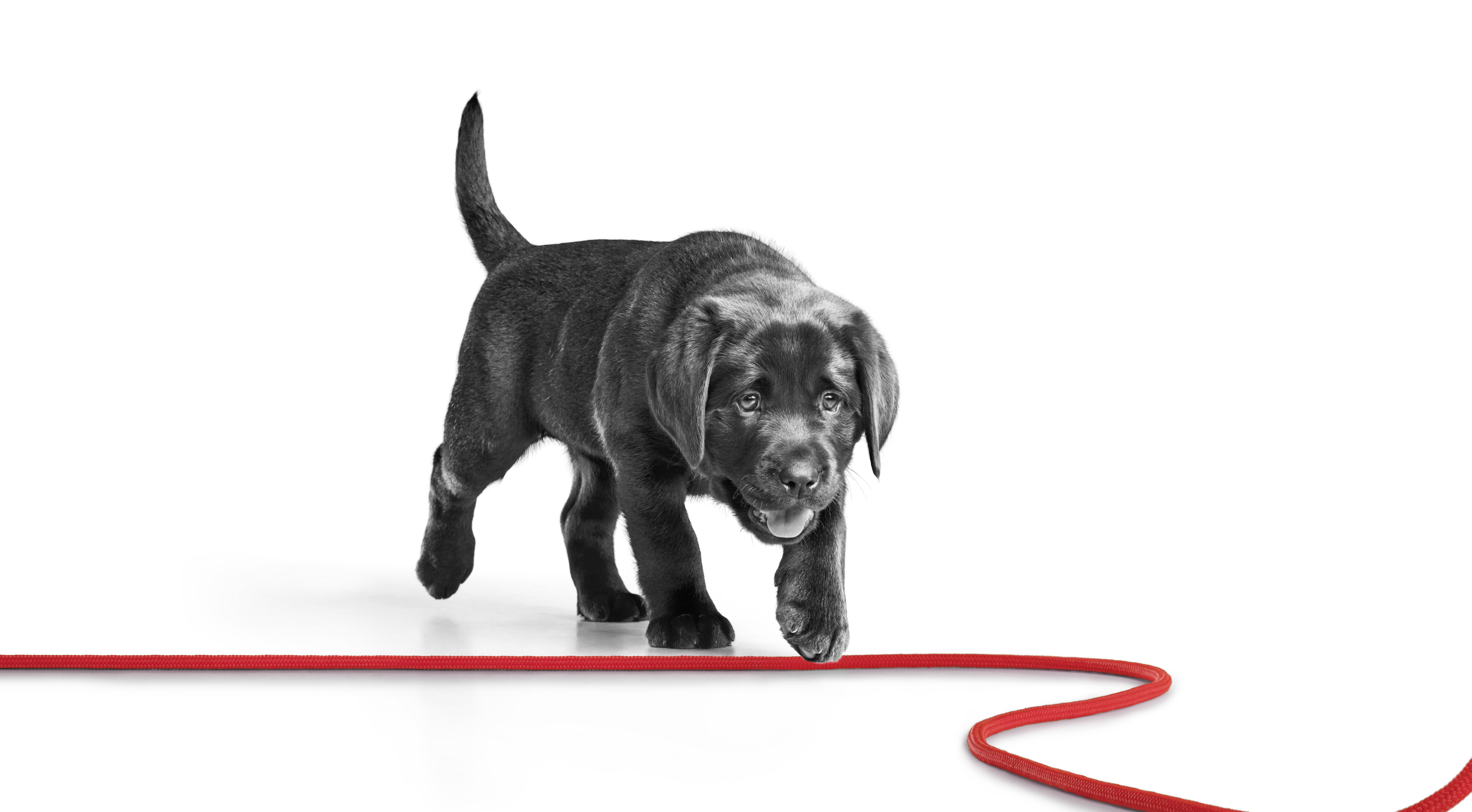 Labrador Retriever de 35 semanas andando con cuerda roja
