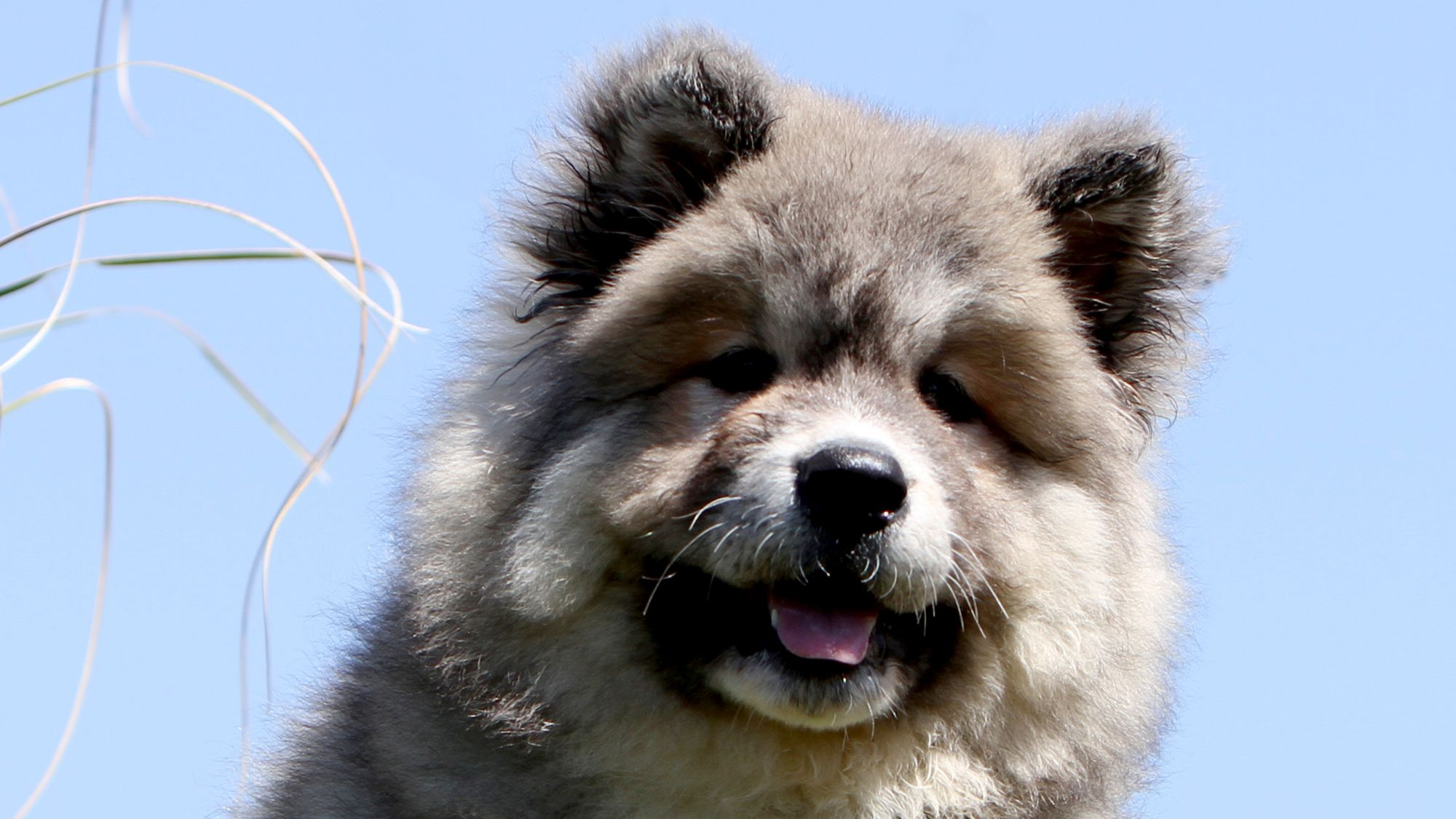 American Akita puppy panting against a blue sky