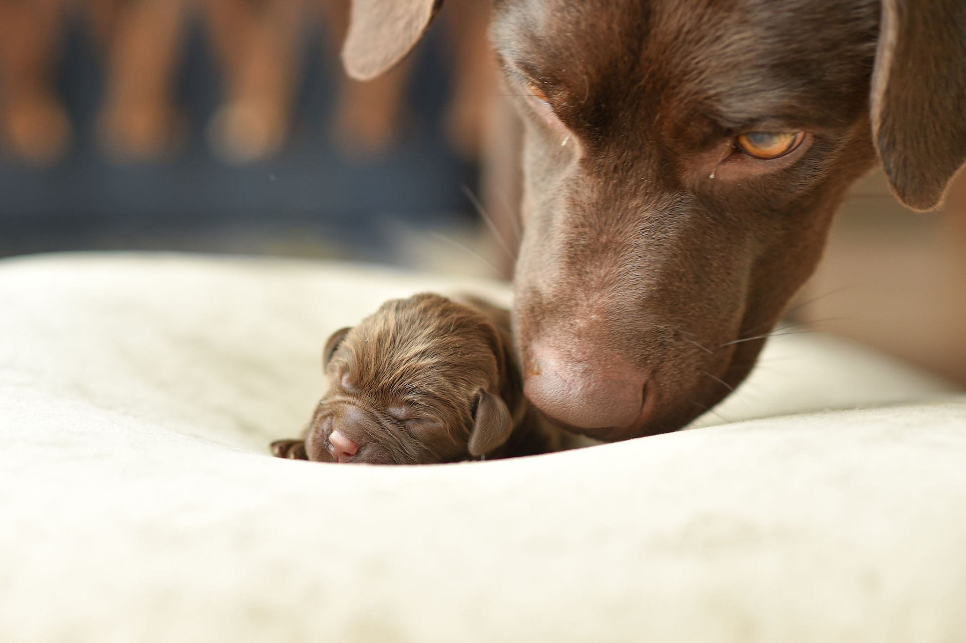 Brown Labrador dog mom and her puppy