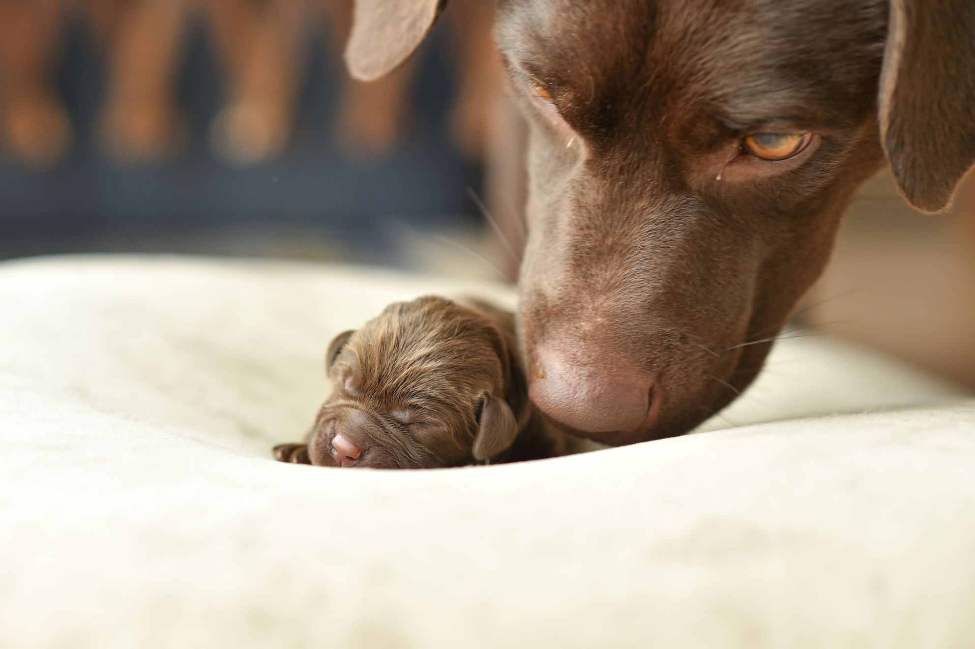 brown labrador