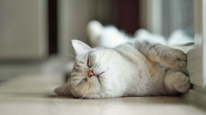 cat sleeping on the floor