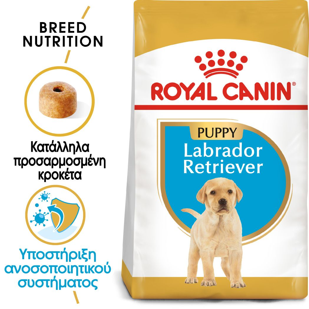 Labrador Retriever Puppy