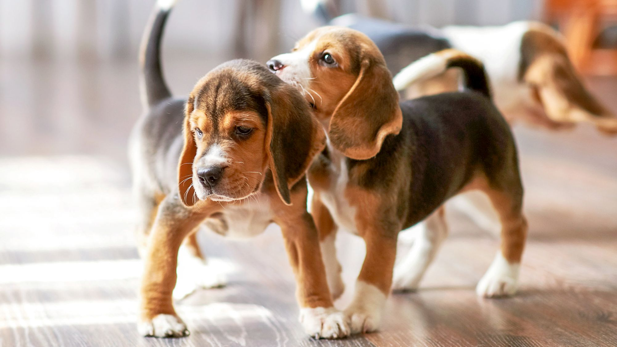 Beagle puppies playing indoors